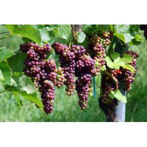 Vinič hroznorodý (Vitis vinifera) ‘SOUVIGNIER GRIS’– výška 70-90 cm, kont. C3L